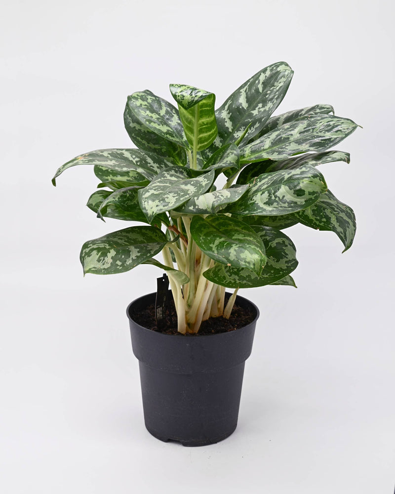 Aglaonema Silver Bay