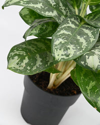 Aglaonema Silver Bay