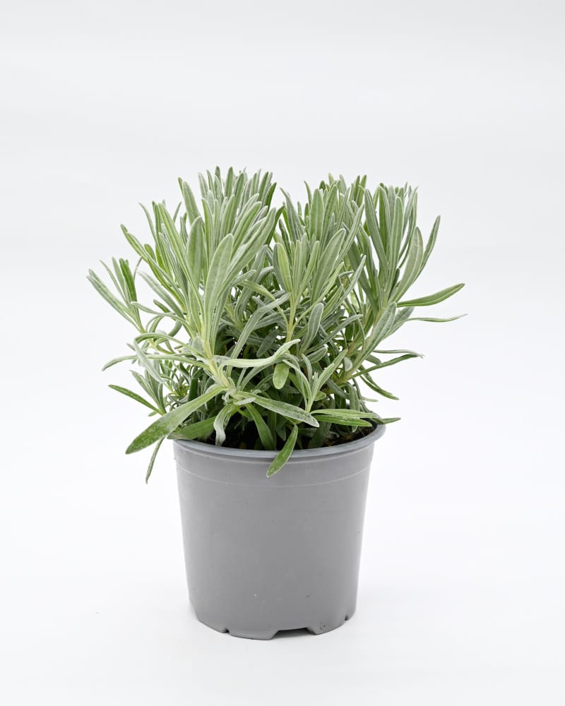 Dišavnica Lavandula angustifolia Navadna sivka