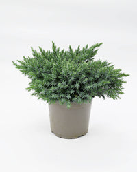 Juniperus squamata Blue star, srebrni brin