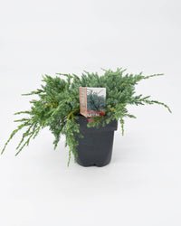 Juniperus squamata 'Blue Carpet'