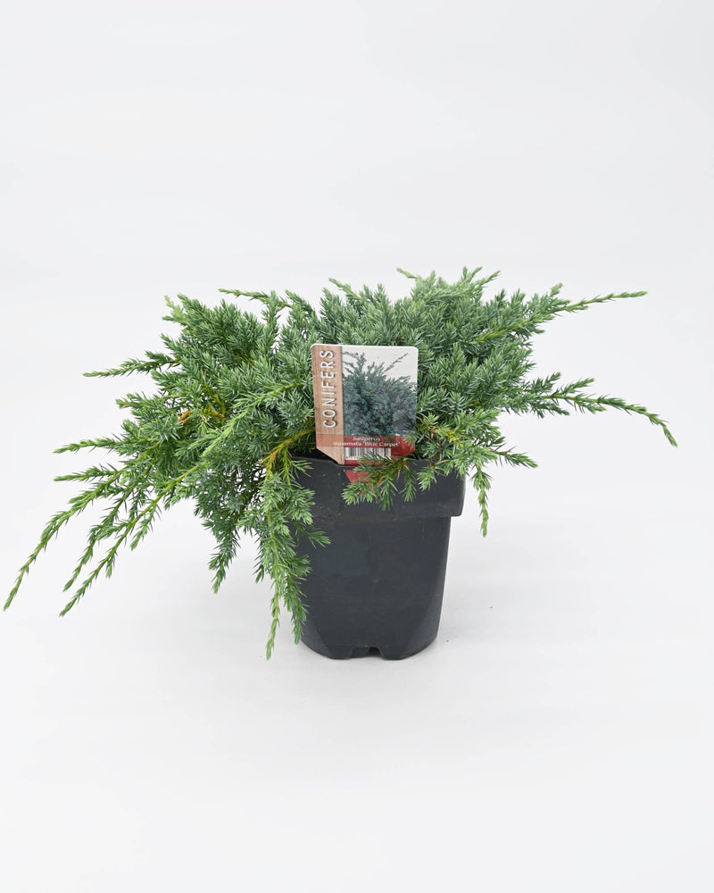 Juniperus squamata 'Blue Carpet'