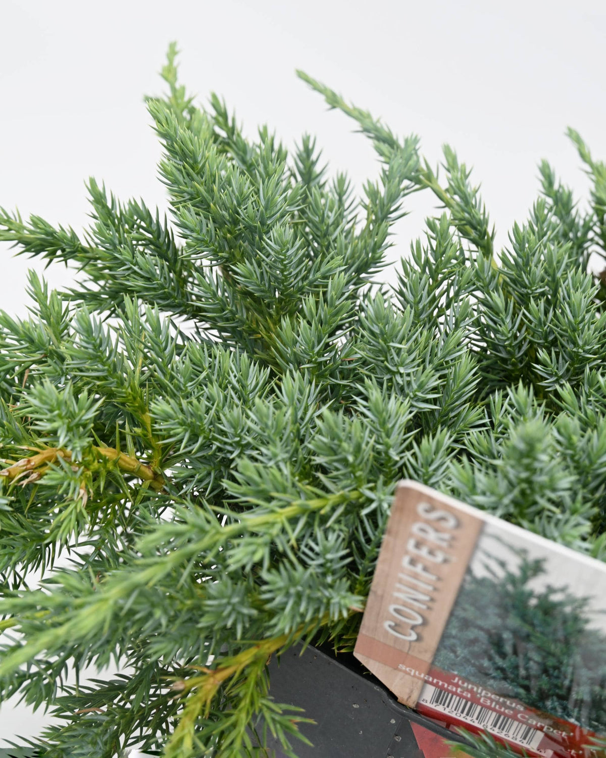 Juniperus squamata 'Blue Carpet'