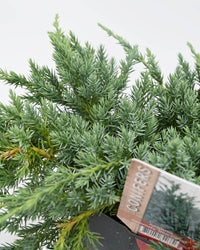 Juniperus squamata 'Blue Carpet'