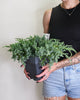 Juniperus squamata 'Blue Carpet'