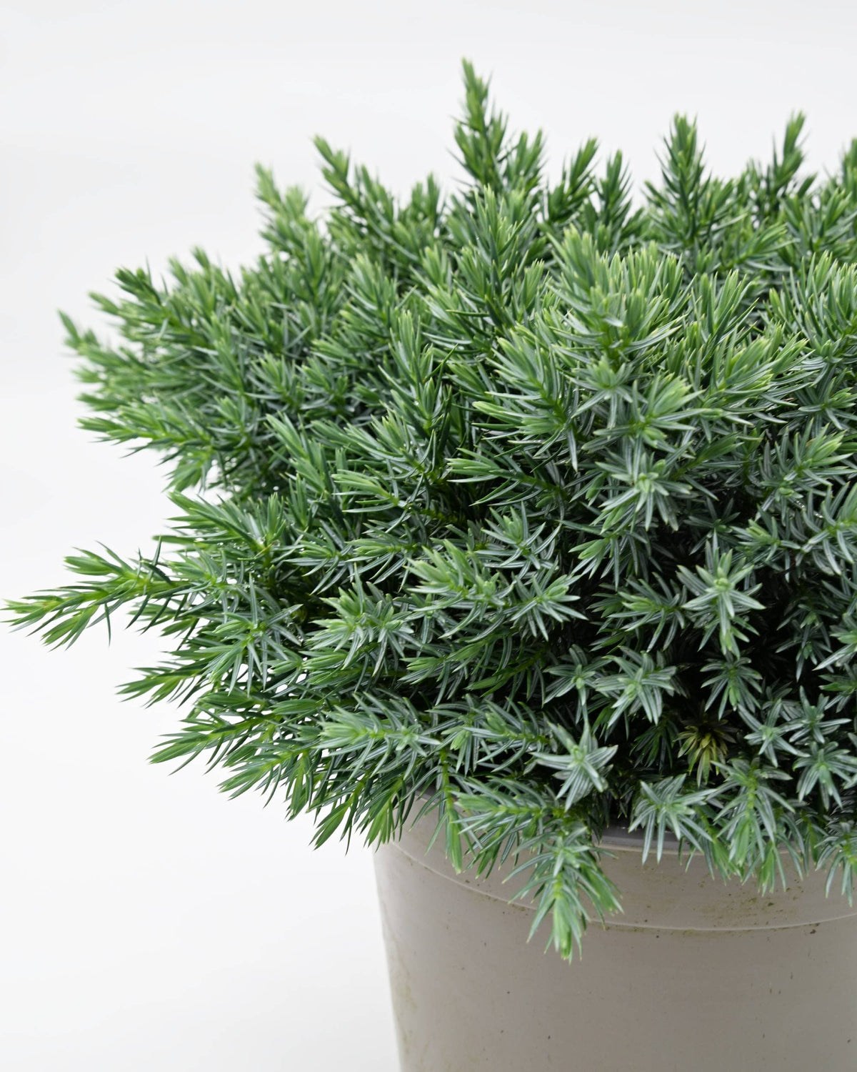 Juniperus squamata Blue star, srebrni brin