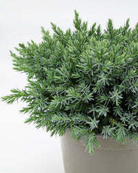 Juniperus squamata Blue star, srebrni brin