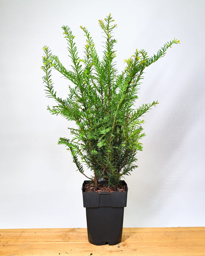 Taxus baccata, navadna tisa