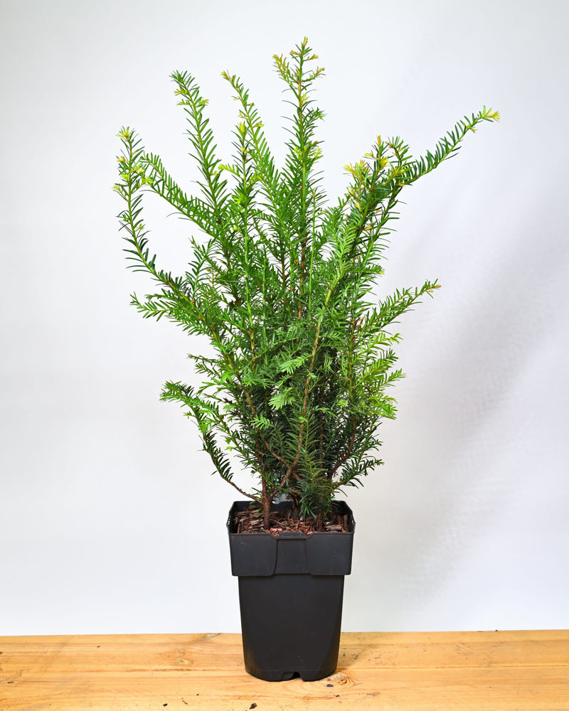 Taxus baccata, navadna tisa