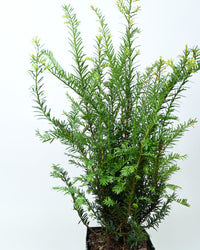 Taxus baccata, navadna tisa