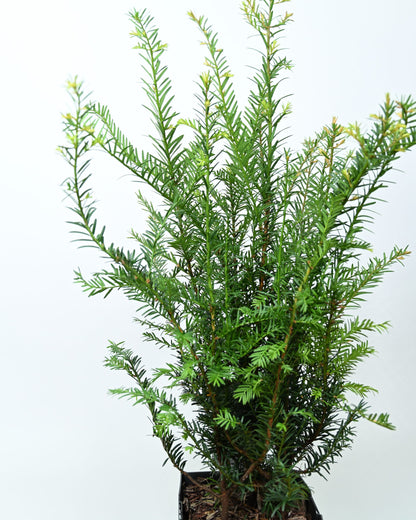 Taxus baccata, navadna tisa