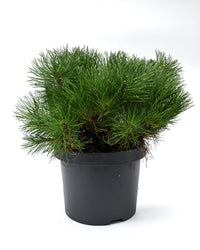 Pinus Mugo Mughus, Ruševje, bor