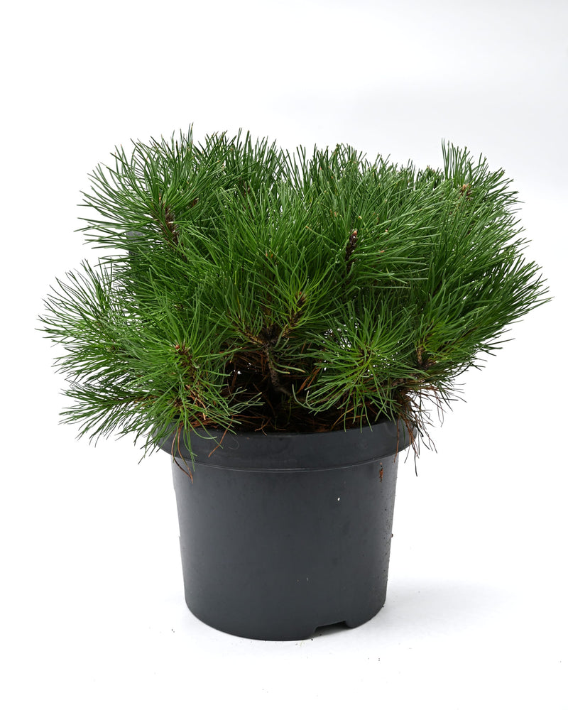 Pinus Mugo Mughus, Ruševje, bor