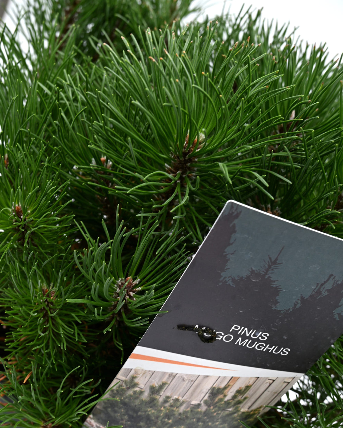 Pinus Mugo Mughus, Ruševje, bor