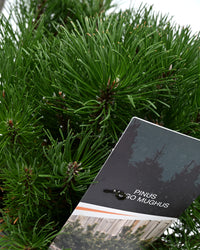 Pinus Mugo Mughus, Ruševje, bor