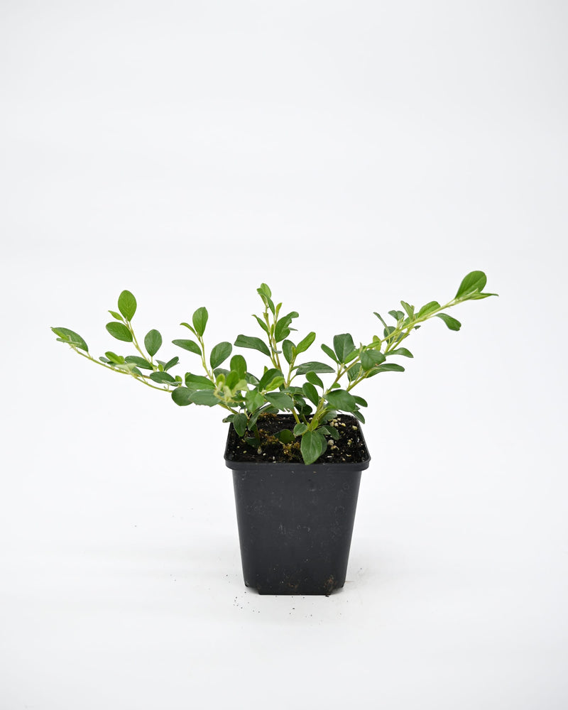Cotoneaster dammeri Major, Panešplja