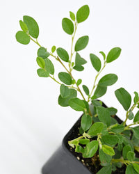 Cotoneaster dammeri Major, Panešplja