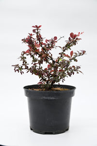 Berberis Thunbergii 'Red Pillar'
