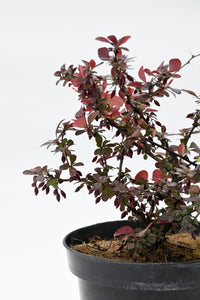 Berberis Thunbergii 'Red Pillar'