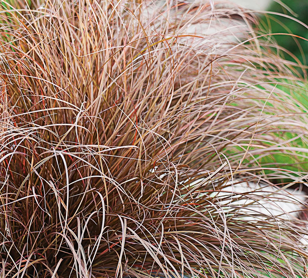 Carex petriei bronze, Bičkasti šaš