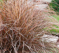 Carex petriei bronze, Bičkasti šaš