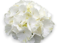 Hydrangea macrophylla, hortenzija bela