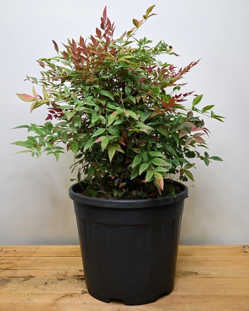 Nandina domestica, Nebeški bambus