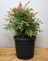 Nandina domestica, Nebeški bambus