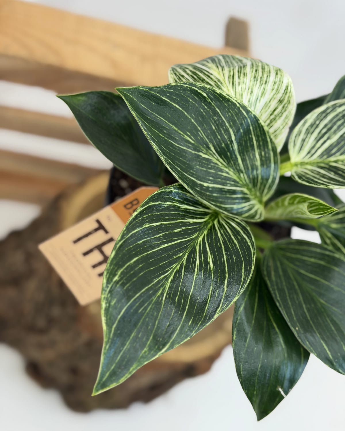 Philodendron White wave