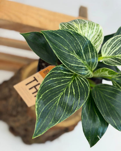 Philodendron White wave