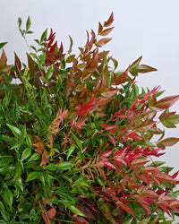 Nandina domestica, Nebeški bambus