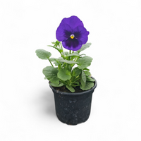 Viola wittrockiana, Velikocvetna mačeha