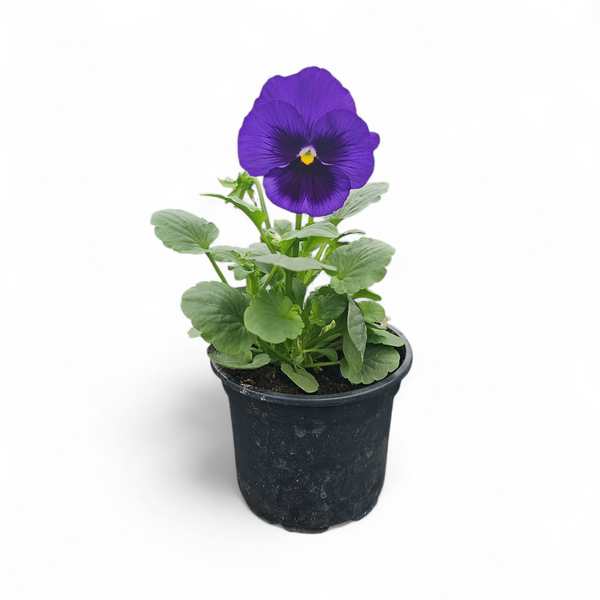 Viola wittrockiana, Velikocvetna mačeha