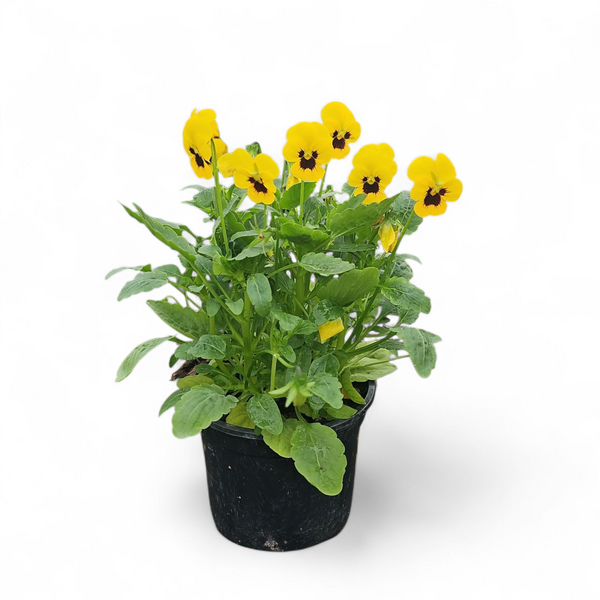 Viola tricolor var. hortensis, drobnocvetna mačeha