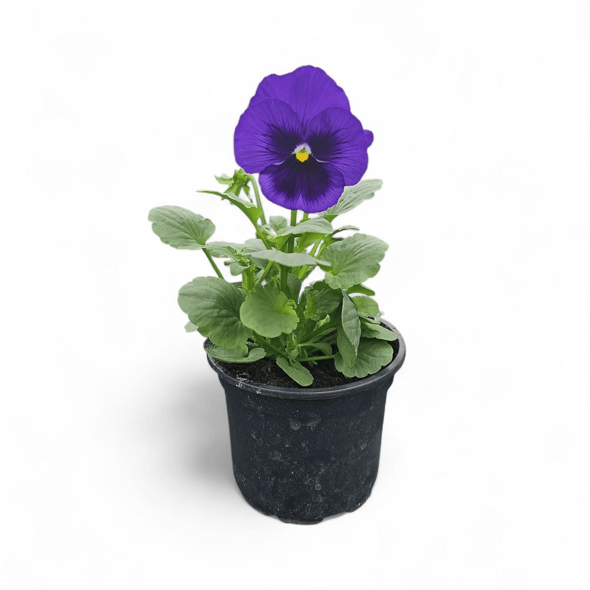 Viola wittrockiana, Velikocvetna mačeha