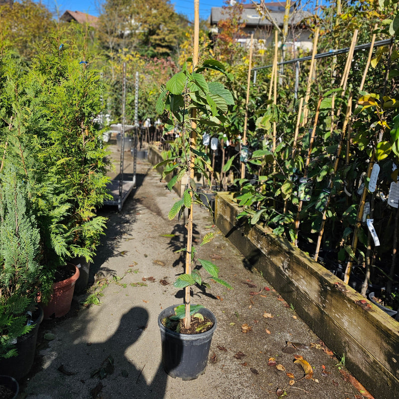 Asimina triloba Sunflower, asimina, indijanska banana