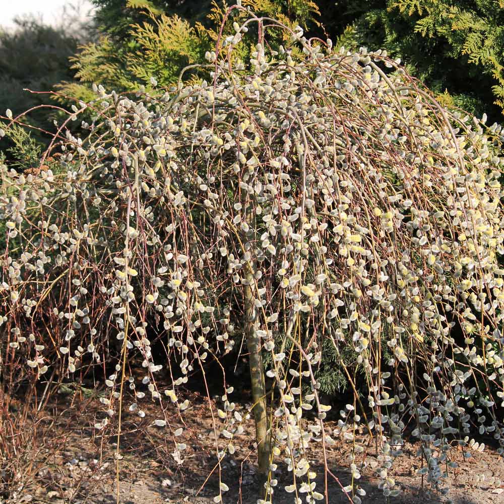Salix caprea Kilmarnock, povešava Iva
