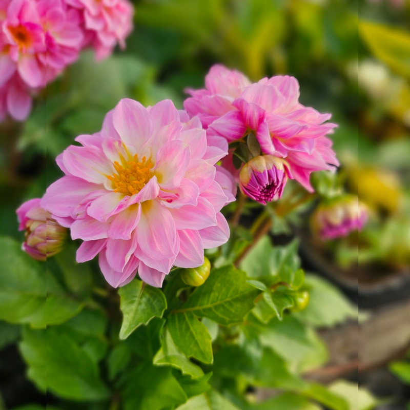Dahlia Regina, dalija