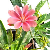 Lewisia cotyledon, Levisija