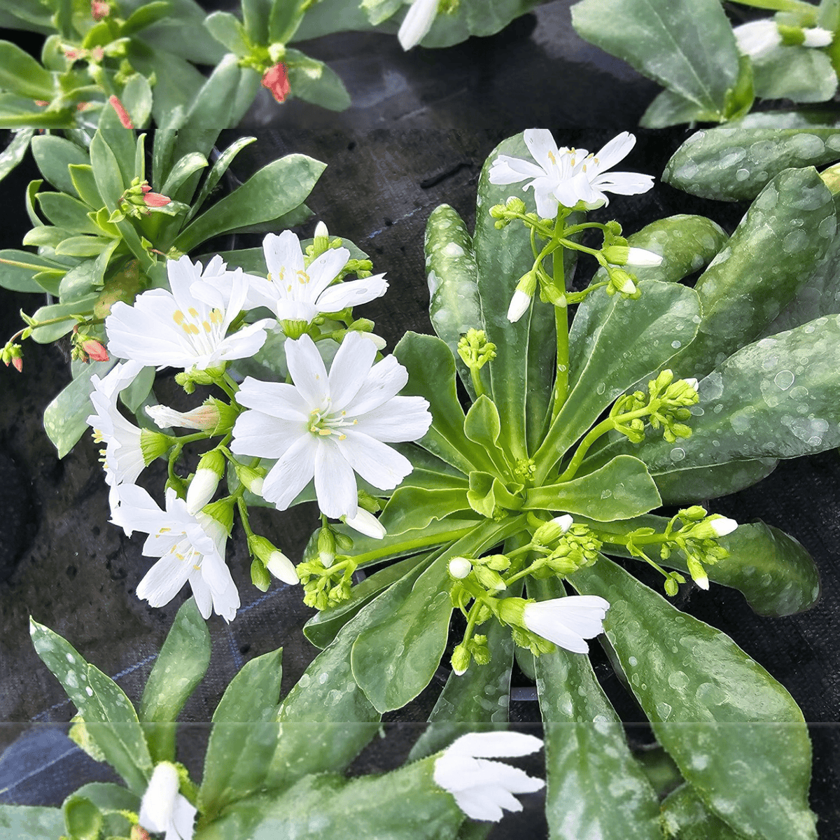 Lewisia cotyledon, Levisija