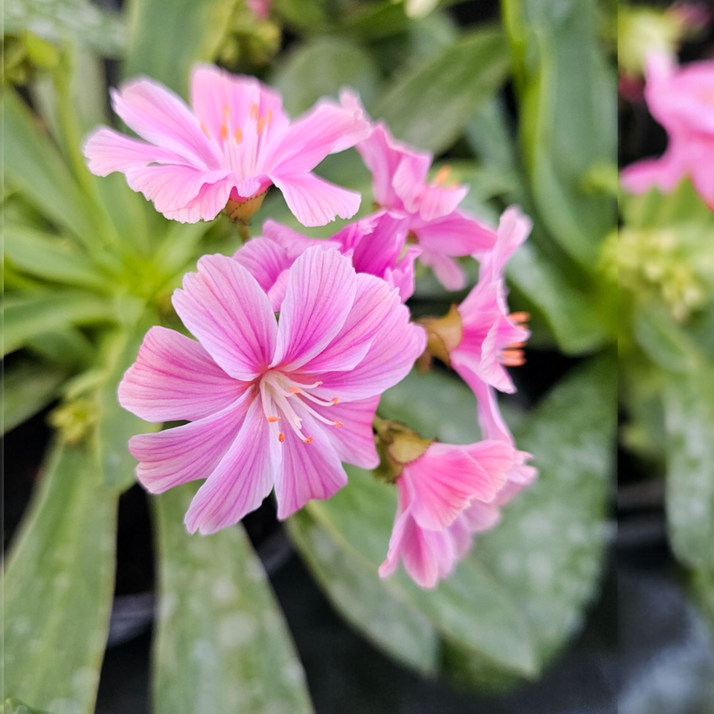 Lewisia cotyledon, Levisija