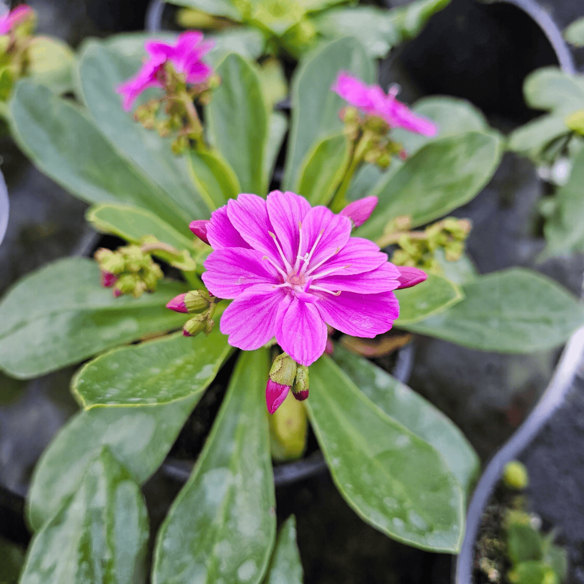Lewisia cotyledon, Levisija