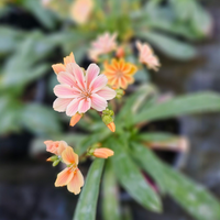 Lewisia cotyledon, Levisija