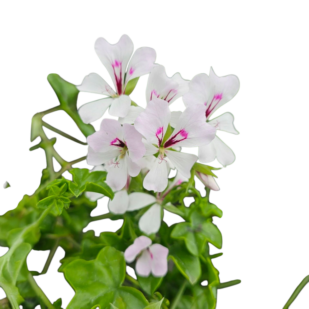 Pelargonium peltatum  Belostebeljna bršljanka