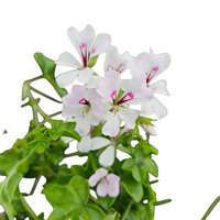Pelargonium peltatum  Belostebeljna bršljanka