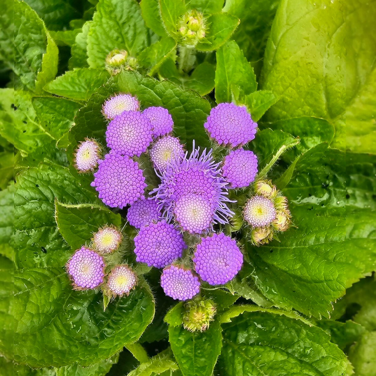 Ageratum houstonianum, navadni nepostarnik
