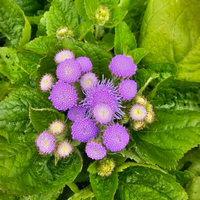 Ageratum houstonianum, navadni nepostarnik