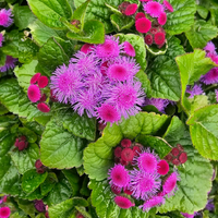 Ageratum houstonianum, navadni nepostarnik