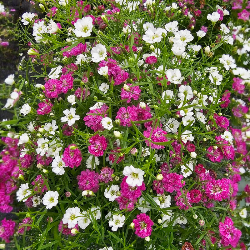 Gypsophila muralis, šlajer, Teeny Fairy mix