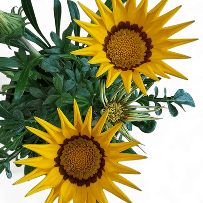 Gazania x rigens, gazanija
